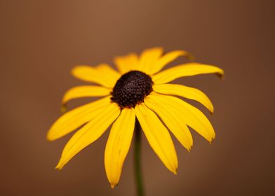 Yellow Rudbeckia flowering