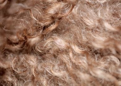 Brown curly hairs close up