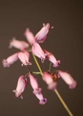 Dicentra flower close up