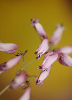 Dicentra flower close up