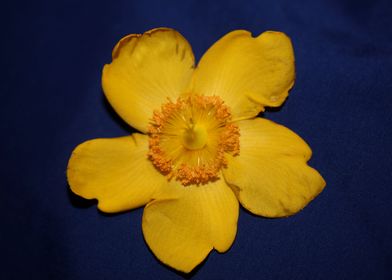 Hypericum flower close up