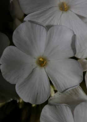 White Phlox flower blossom