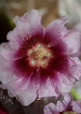 Purple Alcea flower macro