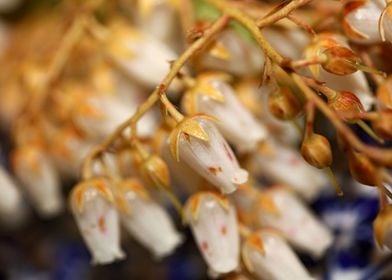 Pieris flowering macro