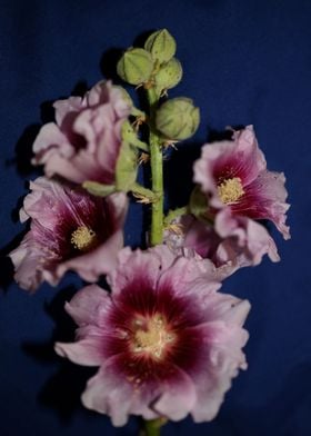 Purple wild Alcea flower