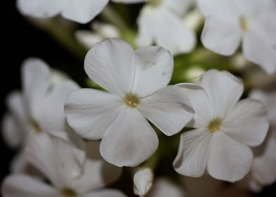 White Phlox flower blossom