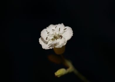 White Silene flower macro