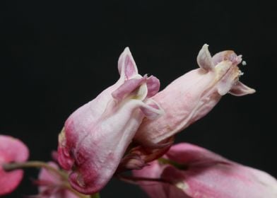 Dicentra flower close up