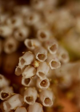 Pieris flowering close up