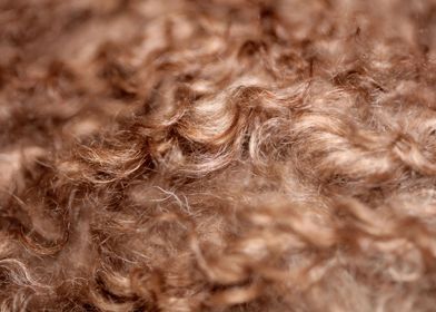 Brown curly hairs close up