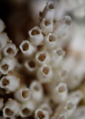 Pieris flowering close up