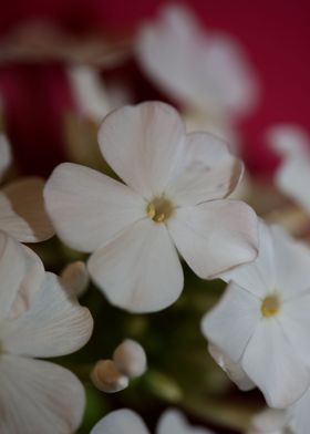 White Phlox flower blossom