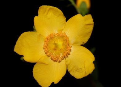 Hypericum flower blossom