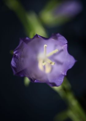 Purple Campanula flowering