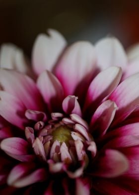 Dahlia flowering close up