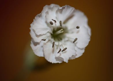 Silene flowering close up