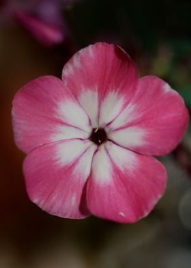 Phlox drummondii close up