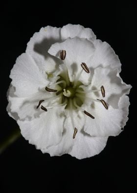 White Silene flower macro