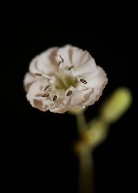 Flower blossom close up