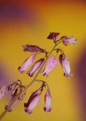 Dicentra formosa flowering