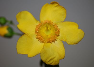 Hypericum flower blossom