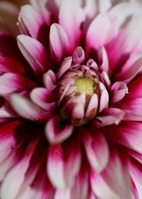 Dahlia pinnata flowering