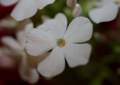 White Phlox flower blossom