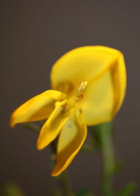 Yellow Spartium flowering