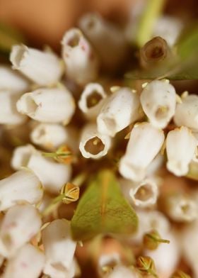 Pieris flowering close up