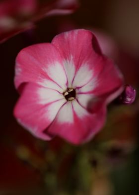 Phlox pink flowering macro