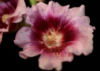 Purple wild Alcea flower