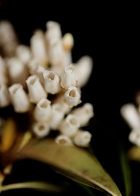 Pieris flowers blossoming