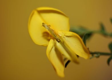 Yellow Spartium flowering