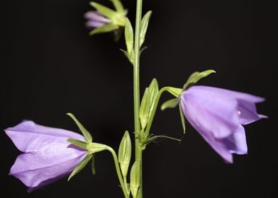 Campanula flower blossom