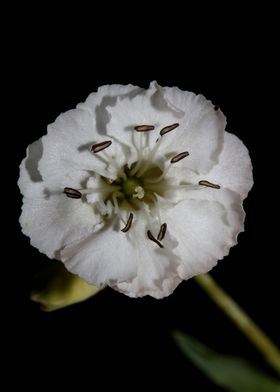 Silene flowering close up