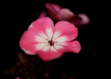 Flower phlox blossoming