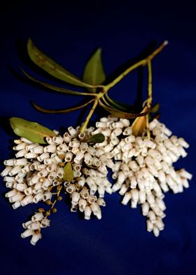 White Pieris flower macro