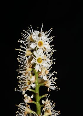 Prunus lusitanica blossom