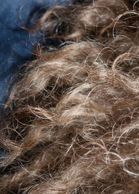 Dog brown hairs close up 