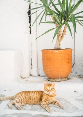 Orange Cat in Greece