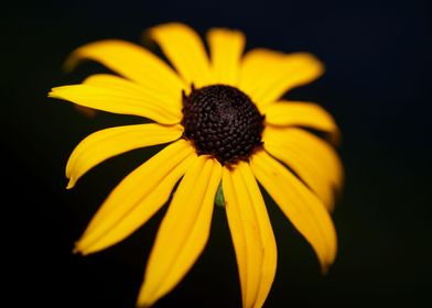 Rudbeckia flowering macro