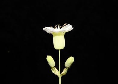 Silene flower blossoming