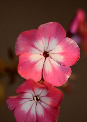 Phlox pink flowering macro