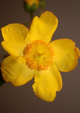 Hypericum yellow flowering