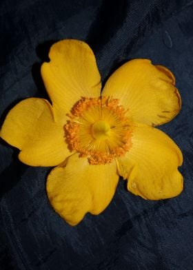 Hypericum flower close up