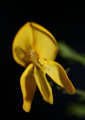 Flower blossoming close up