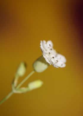 Silene flowering close up