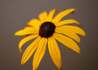 Yellow Rudbeckia flowering