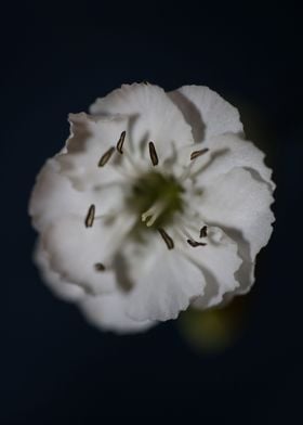 Silene flowering close up