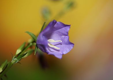 Purple Campanula flowering